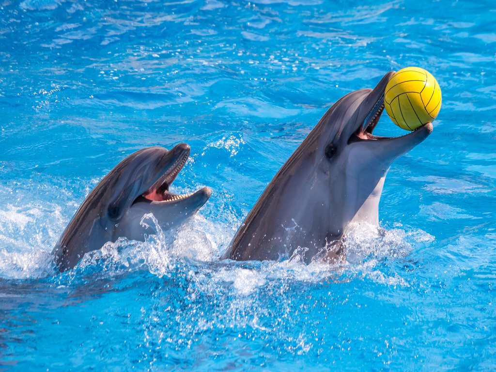 Dubai Dolphinarium 1 1